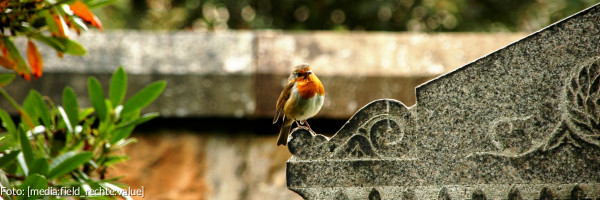 Grabstein mit Rotkehlchen